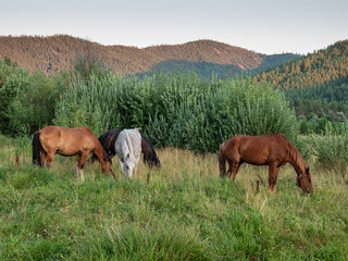 Southern Urals, Bashkiria. A herd of horses on a mountain pasture.