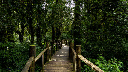 Path way through the  forest natural  tropical forest nature field, Relaxing with ecological environment, Wooden walking path through tropical rain forest.
