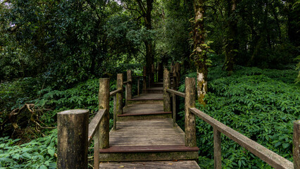 Path way through the  forest natural  tropical forest nature field, Relaxing with ecological environment, Wooden walking path through tropical rain forest.