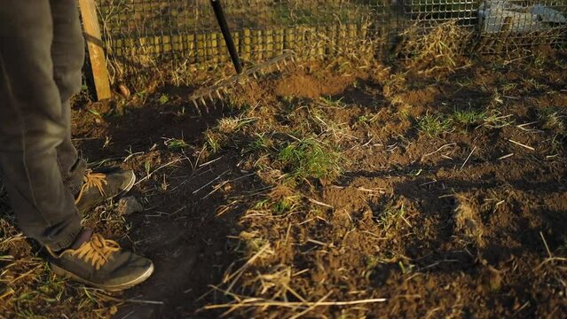 Cleaning up the grass with a rake. Aerating and scarifying the lawn in the garden. Improving the quality of the lawn by removing old grass
