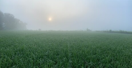 Obraz na płótnie Canvas morning fog over the field