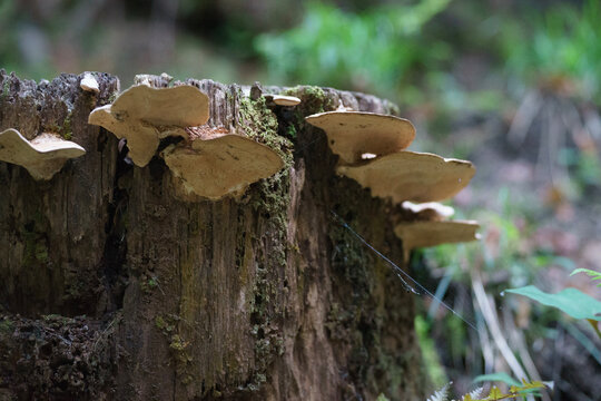 mushrooms in the forest