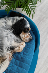 plastic dog bed dog sleeping at home