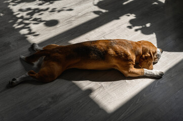 beagle dog stretches in the sun