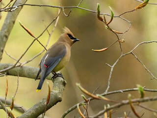 Cedar waxwing bird Lake Roland