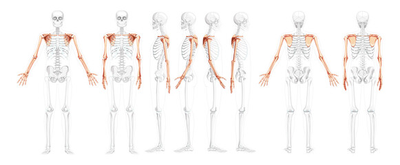 Set of Skeleton upper limb Arms with Shoulder Human front back side view with partly transparent bones position. Realistic flat natural color concept Vector illustration of anatomy isolated on white