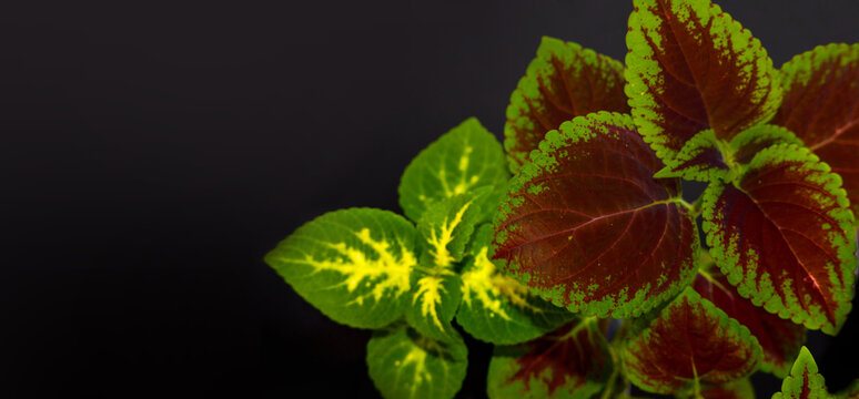 Coleus Blume. Ornamental plant with maroon-green coleus leaves close-up
