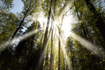 Sun rays in forest, moody