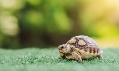 Save animals.Concept of World Wildlife Day and environment with the animal in forest.Earth Day. Save Planet. World Environment Day concept.