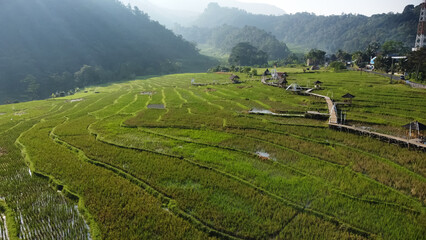 Beautiful rice field in Pakis Village, Kendal, Indonesia. Morning view  © Tyas Indayanti