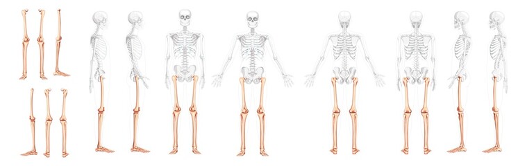 Set of Skeleton Thighs and legs lower limb Human front back side view with partly transparent bones position. femur, patella, fibula, tibia, foot realistic flat Vector illustration of anatomy isolated