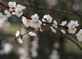 Blooming spring garden. Flowering branch. 