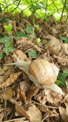 Snail on a leaves.