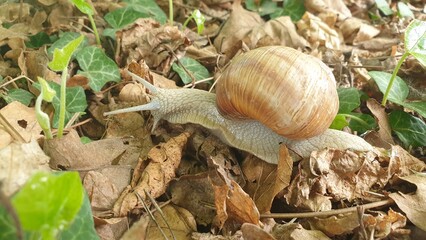 Snail on a leaves.