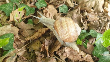 Snail on leaves.
