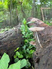 mushroom in the forest