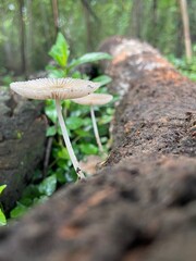 mushrooms on a tree