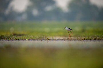 Black winged stilt 