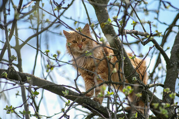 The frightened cat climbed up the tree.