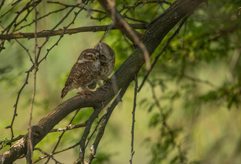 Fototapeta na wymiar Spotted owlet in forest