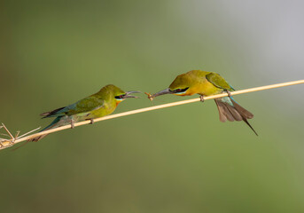 Blue-tailed bee-eater, Merops philippinus feeding the female