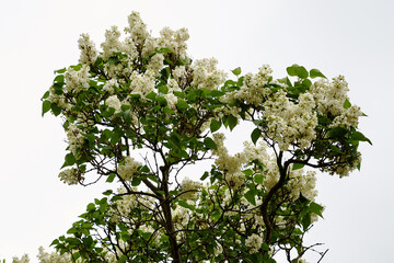 blooming white lilac bush in the garden in spring