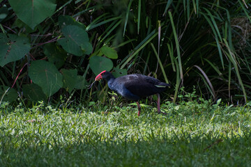 australasian swamphen walking through the grass feeding