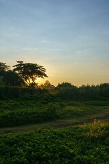 sunset over the field