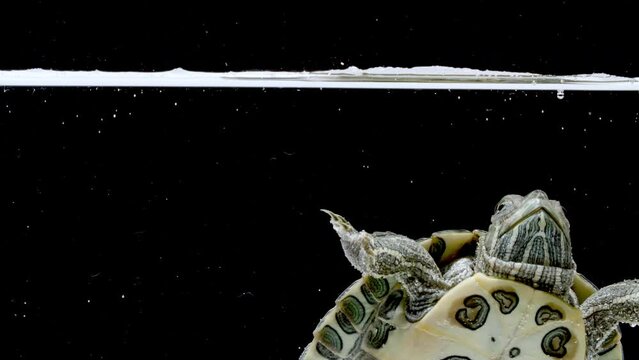 Freshwater turtle in aquarium on a black background. High quality 4k footage
