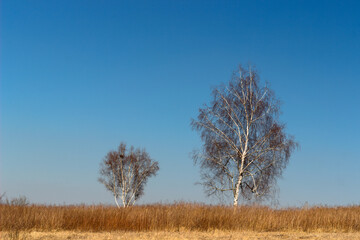 Birches in the meadow against the blue sky.
