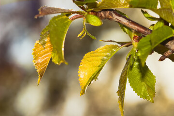 Colorful young leaves on a spring branch.