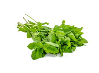 Newly harvested fresh mint on isolated white background