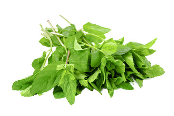 Newly harvested fresh mint on isolated white background