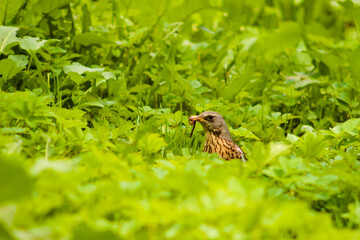 Fieldfare bird looking for food in the grass, between meadow flowers. Species Turdus pilaris.
