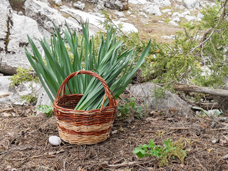 useful herb that grows on rocks high in mountains