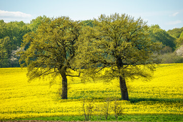 rapeseed field in spring