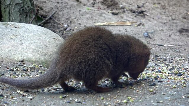 Common dwarf mongoose (Helogale parvula) small African carnivore