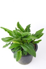 green leaves Drimiopsis Maculata,African hosta,leopard hosta or little isolated on white background.