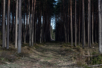 Obraz premium straight trail in the pine forest