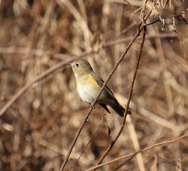 ルリビタキのアップ