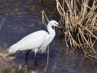 水生生物を探す野鳥