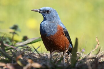 青い鳥が地面に降りて餌を探す