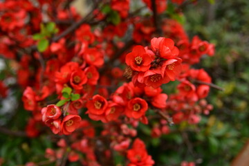 Fototapeta premium 木瓜の花