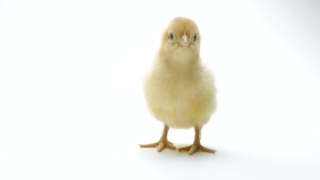 Tiny newborn poultry chicken chick on light white studio background. Concept of traditional easter bird, spring celebration. Isolated object, perfect for projects.