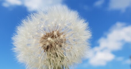 White fluffy head of dandelion in front of spring cloudy sky
