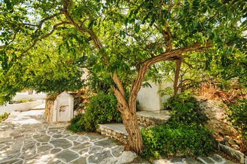 Tree in Chora village in Sikinos island Greece