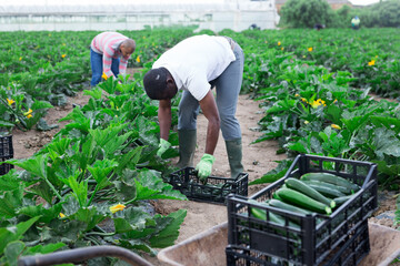Hired workers harvest zucchini on farm plantation