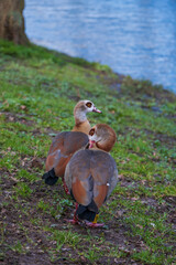 Nile  geese