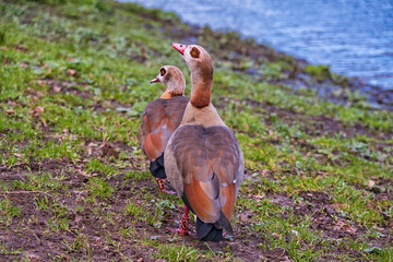Nile  geese