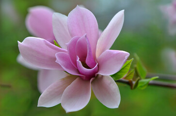 Blooming season of Magnolia× Soulange’a ‘Red Lucky’ . Macro photo of magnolia. Gardening and landscaping concept.